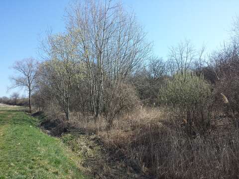 Image of goat willow