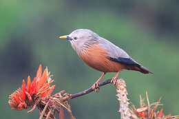 Image of Chestnut-tailed Starling