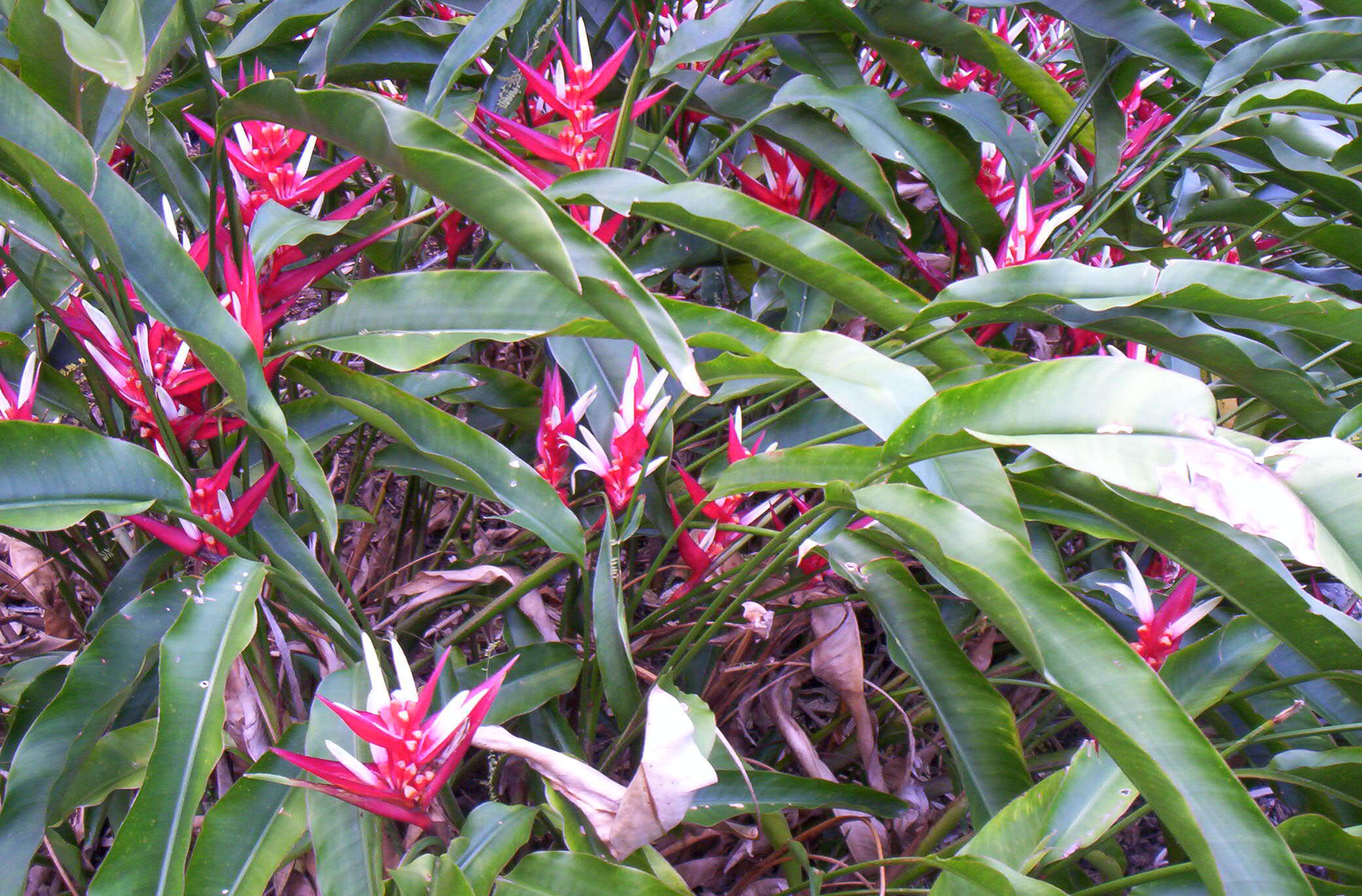 Image of Heliconia angusta Vell.