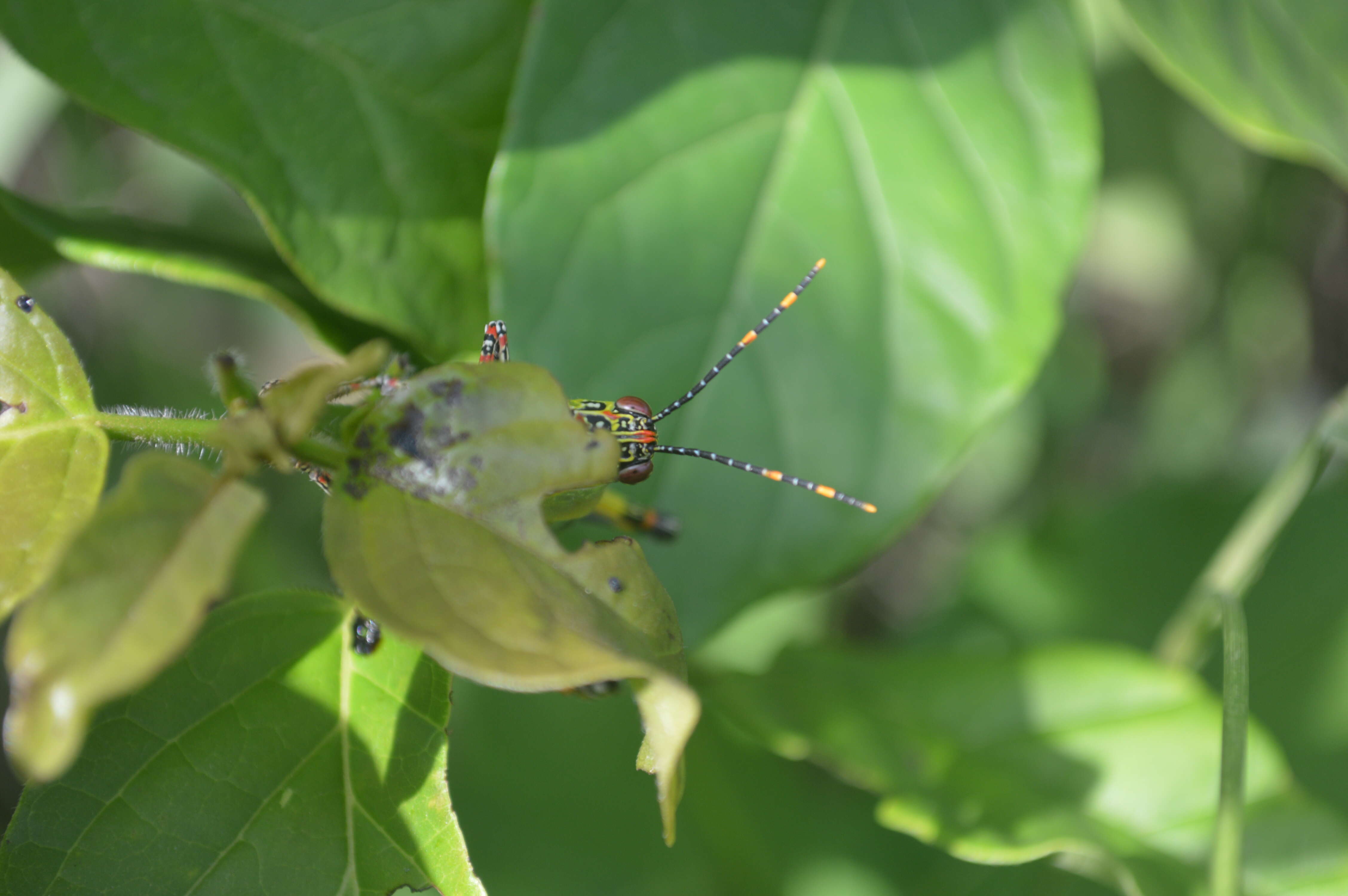 Plancia ëd Zonocerus variegatus (Linnaeus 1758)