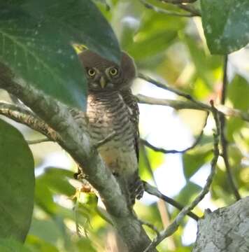 Image of Jungle Owlet