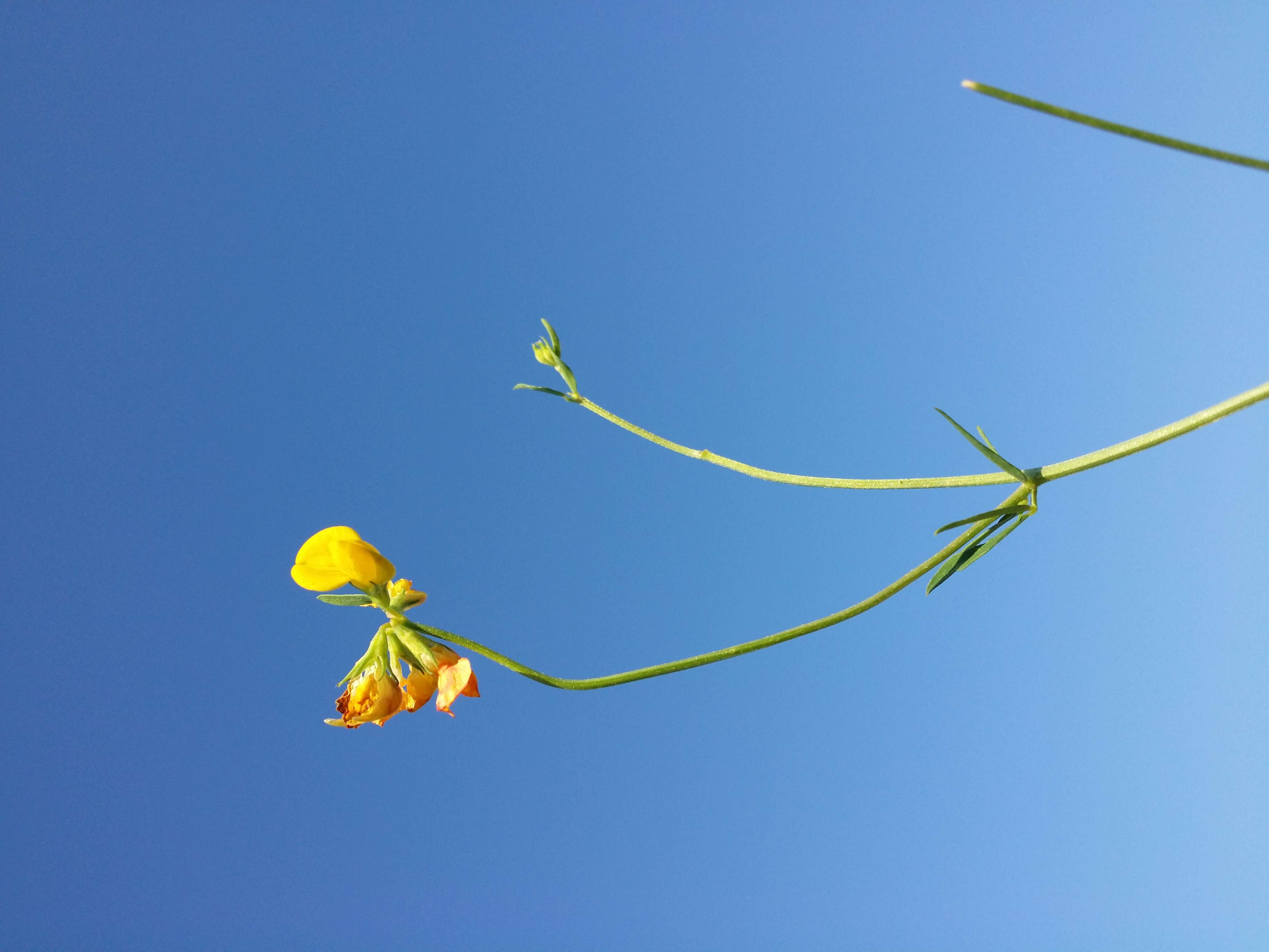 Image of Narrow-leaved Bird's-foot-trefoil