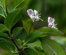 Lonicera nigra L. resmi