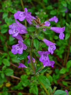 Image of Clinopodium alpinum