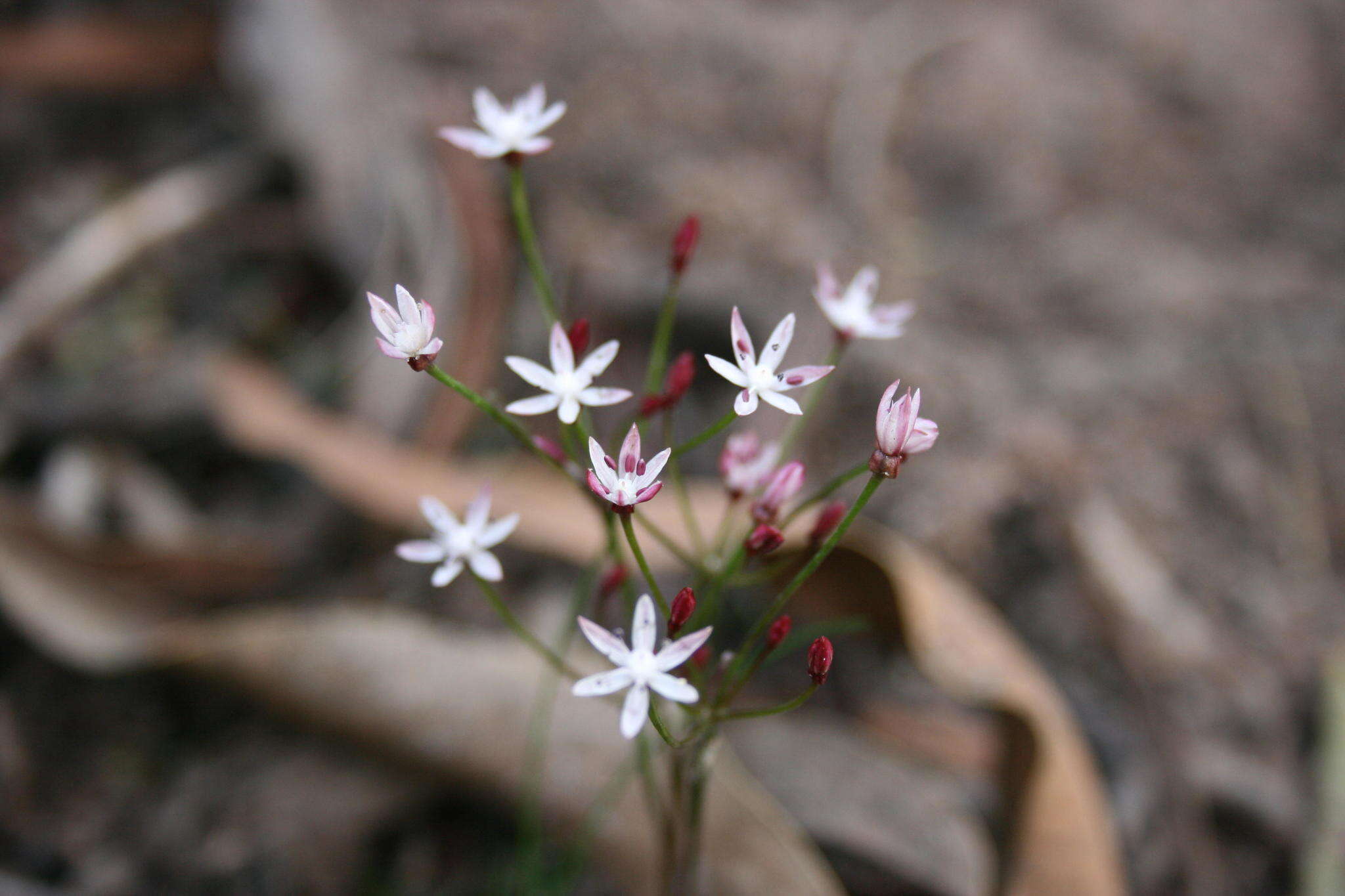 Image of Strumaria tenella (L. fil.) Snijman