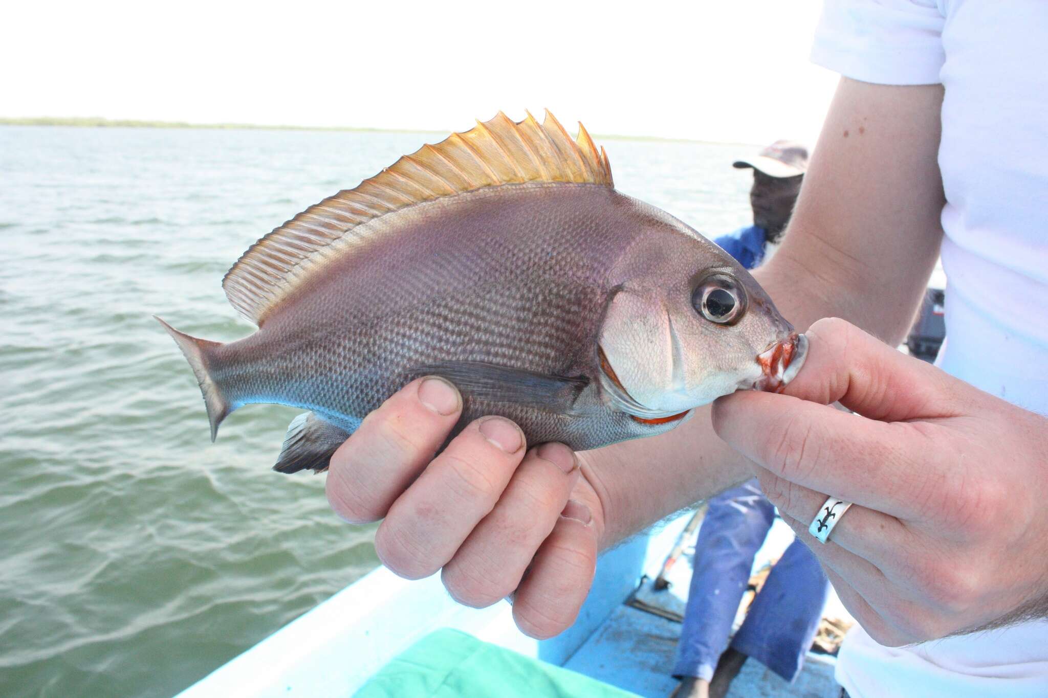 Image of Rubber-lip Grunt