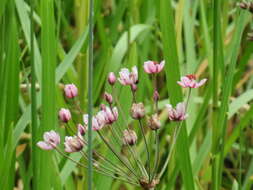 Image of flowering rush family