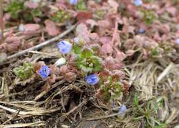 Image of Grey Field-speedwell