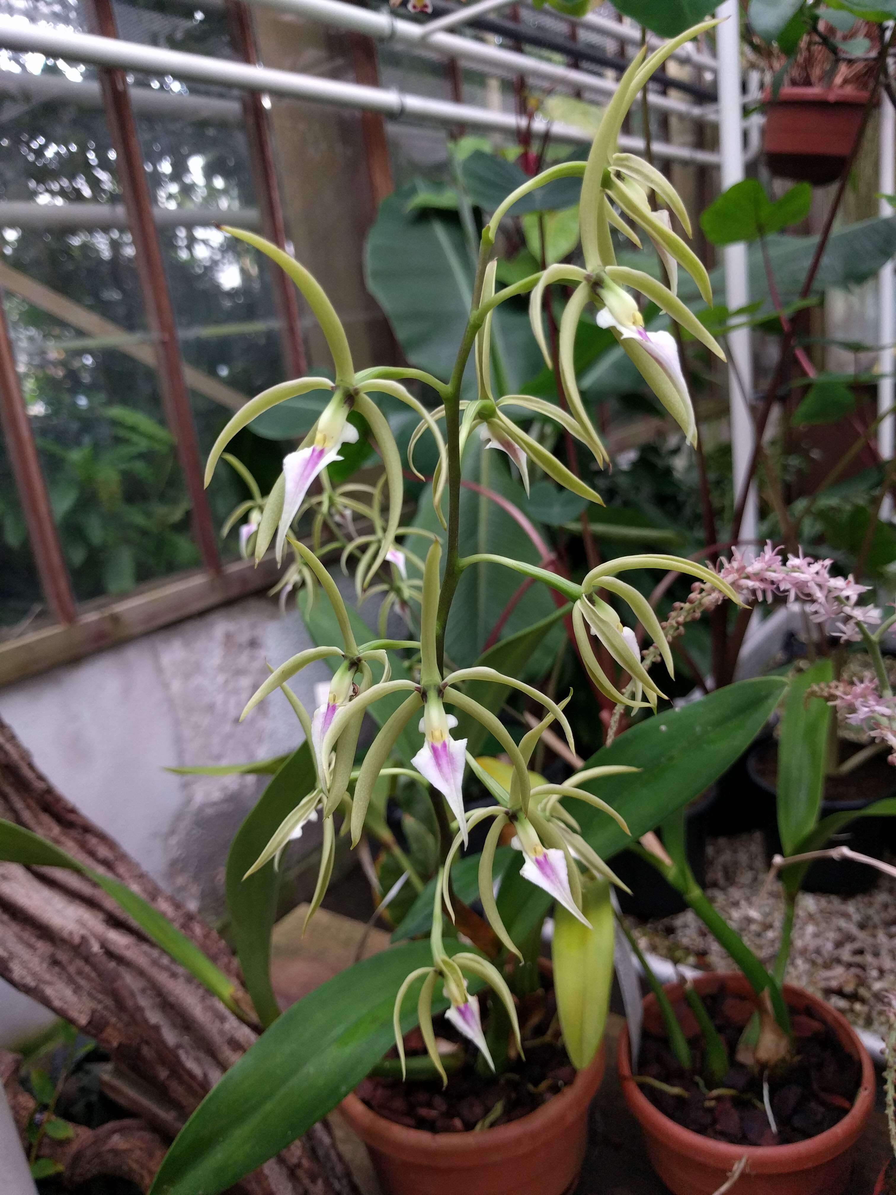 Image of Prosthechea brassavolae (Rchb. fil.) W. E. Higgins