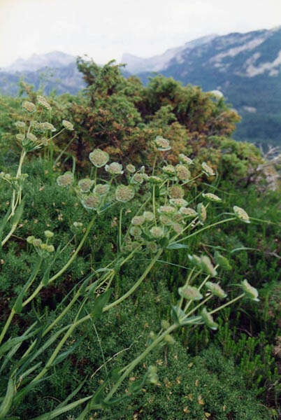 Bupleurum angulosum L. resmi