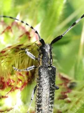 Image of Agapanthia (Epoptes) villosoviridescens (Degeer 1775)