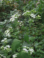 Plancia ëd Ageratina altissima (L.) R. King & H. Rob.