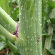 Image of black mustard