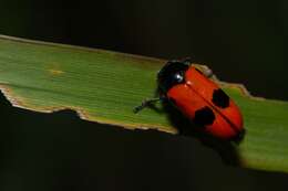 Image of Clytra laeviuscula