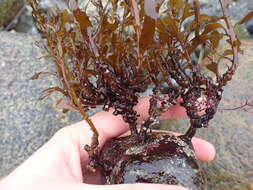 Слика од Sargassum muticum