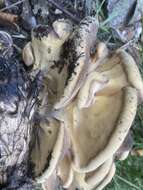 Image de Polypore géant