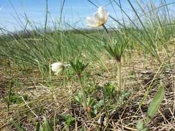 Image of Snowdrop Anemone