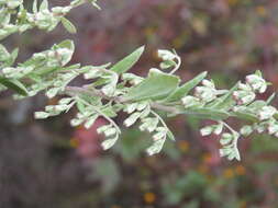 Image of common wormwood