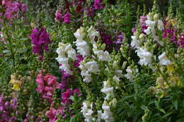 Image of Snap Dragons