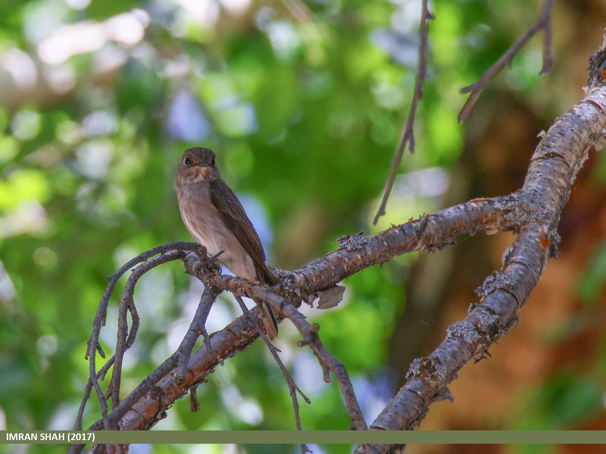 Image of Dark-sided Flycatcher