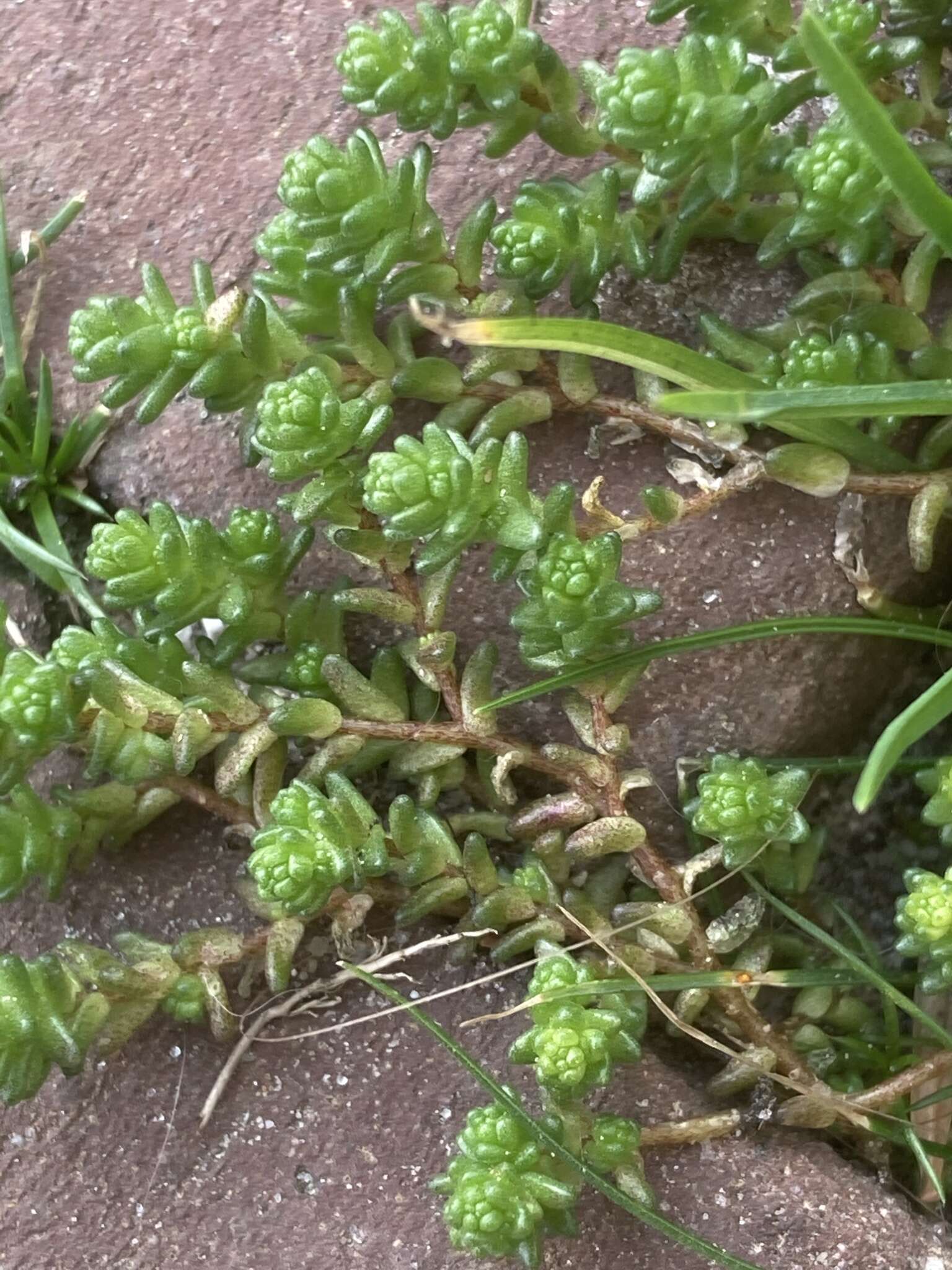 Image of Biting Stonecrop