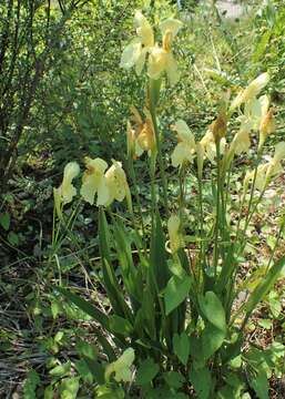 Image of Roscoea cautleoides