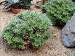 Image of Deuterocohnia brevifolia (Griseb.) M. A. Spencer & L. B. Sm.