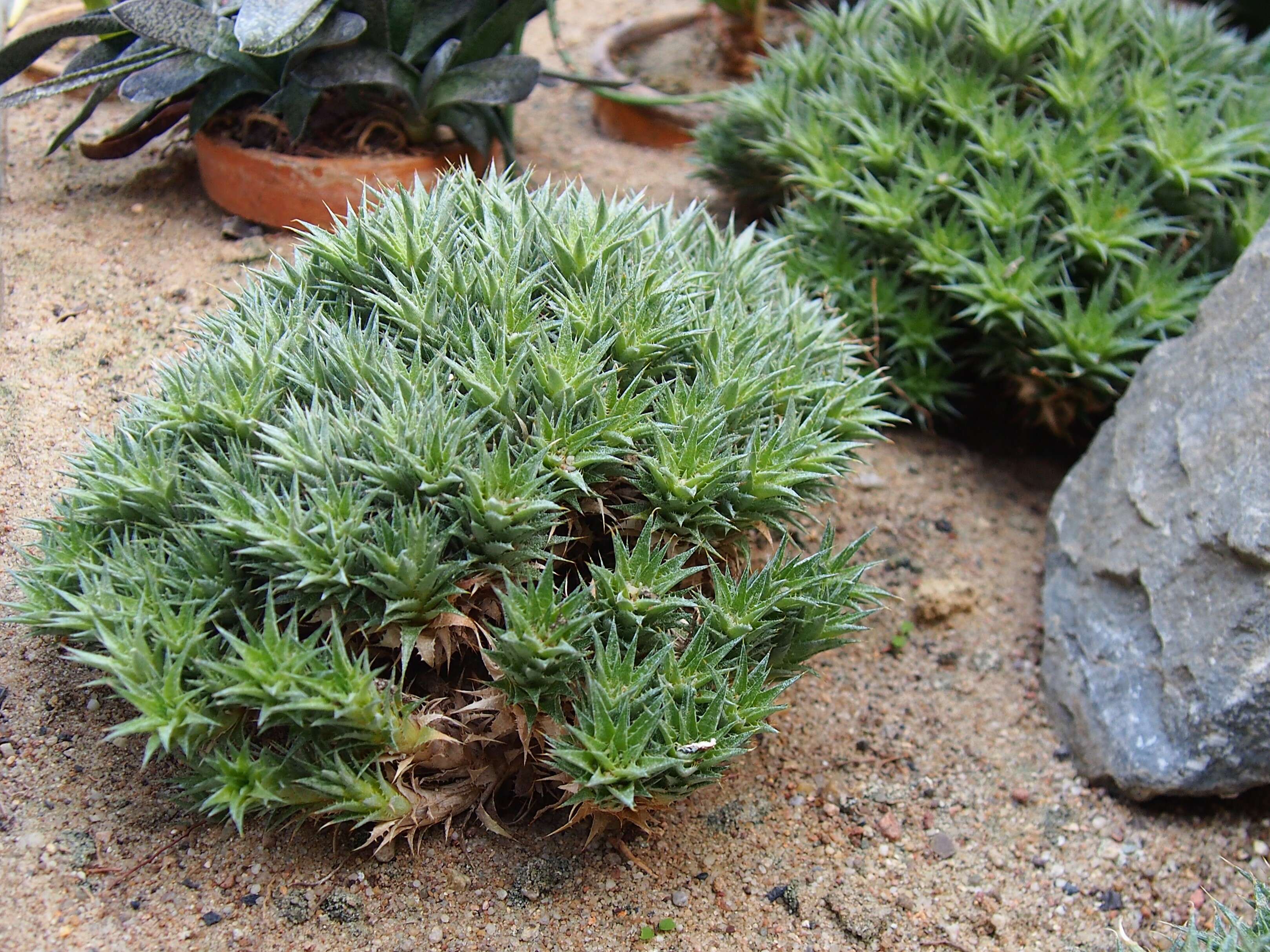 Image of Deuterocohnia brevifolia (Griseb.) M. A. Spencer & L. B. Sm.