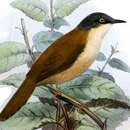 صورة Prinia cinereocapilla Moore & F 1854