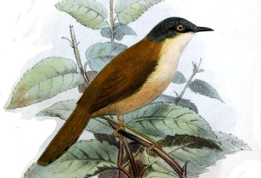 Image of Grey-capped Prinia