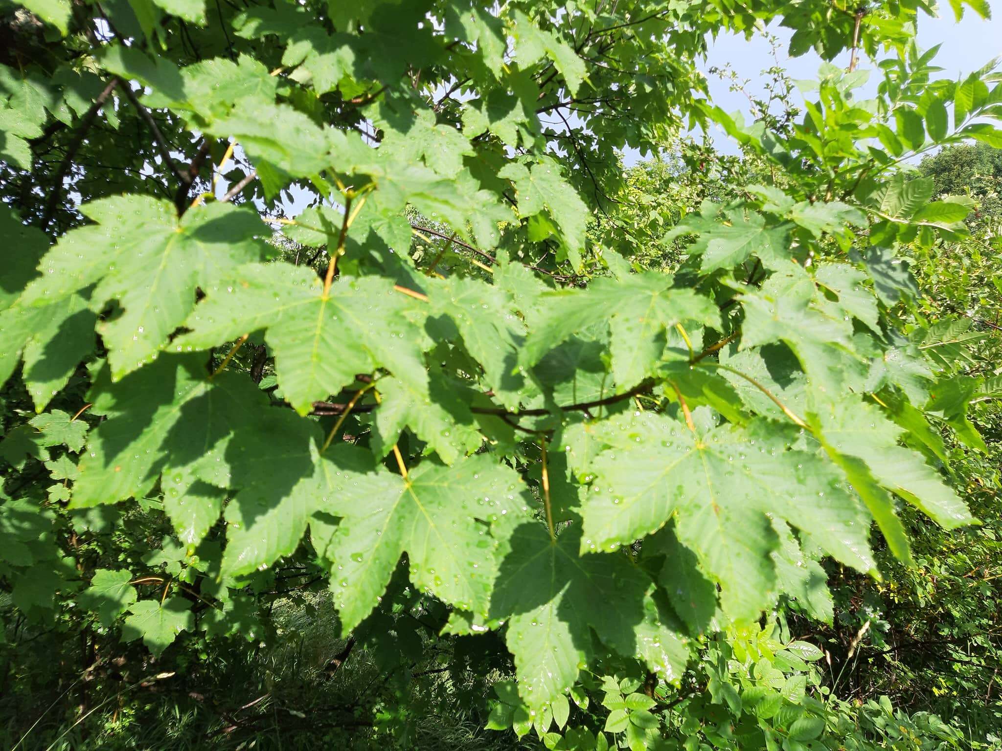 Imagem de Acer pseudoplatanus L.