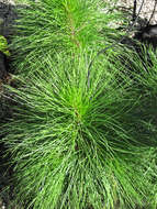 Image of Slash Pine