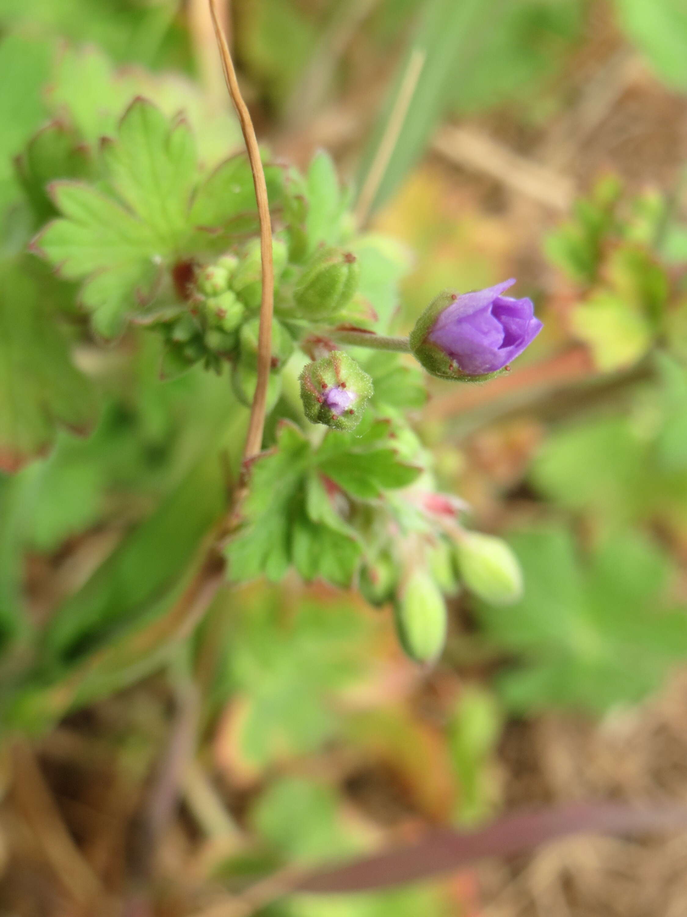 Image of hedgerow geranium