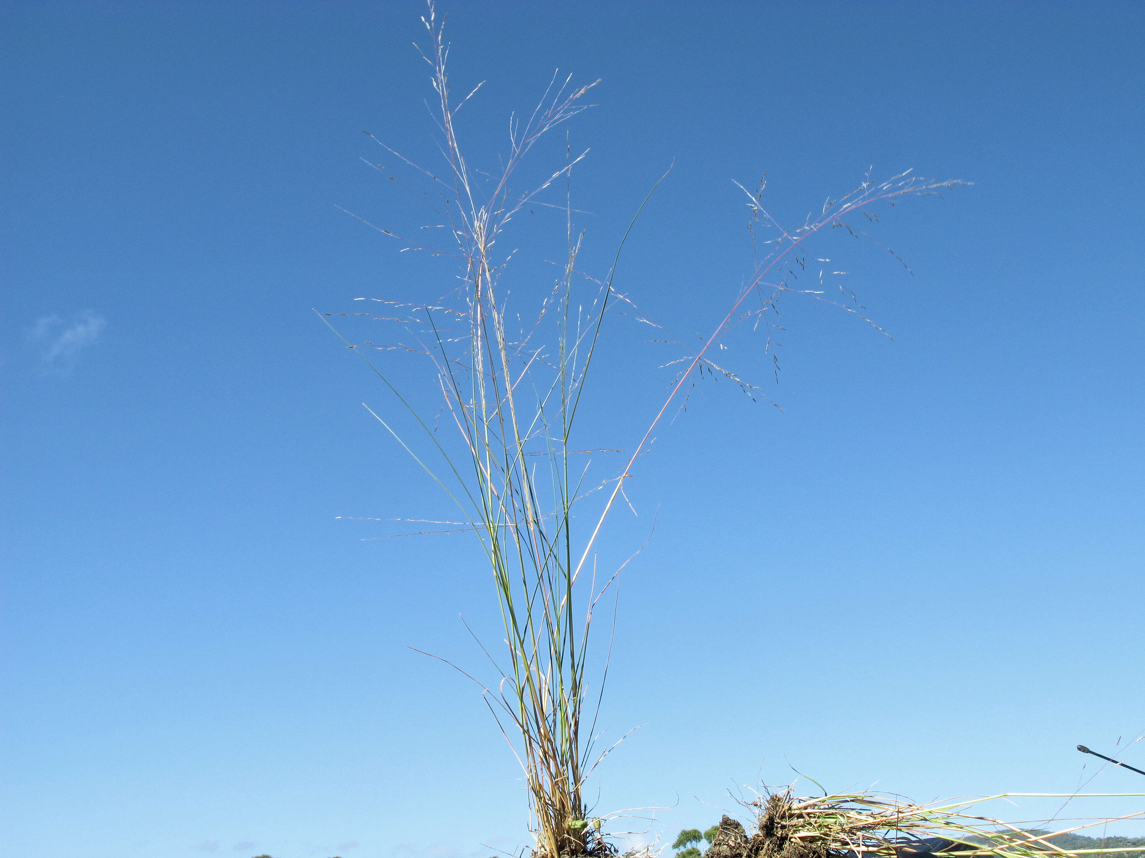 Image of smallflower lovegrass