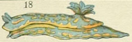 Image of Doris Linnaeus 1758