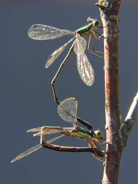 Image of Lestes temporalis Selys 1883