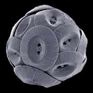 Image of Coccolithaceae