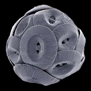 Coccolithus E. H. L. Schwarz 1894 resmi