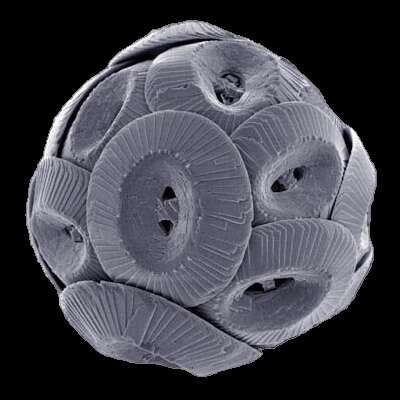 Image of Coccolithus E. H. L. Schwarz 1894