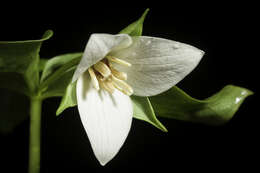 Imagem de Trillium sulcatum T. S. Patrick