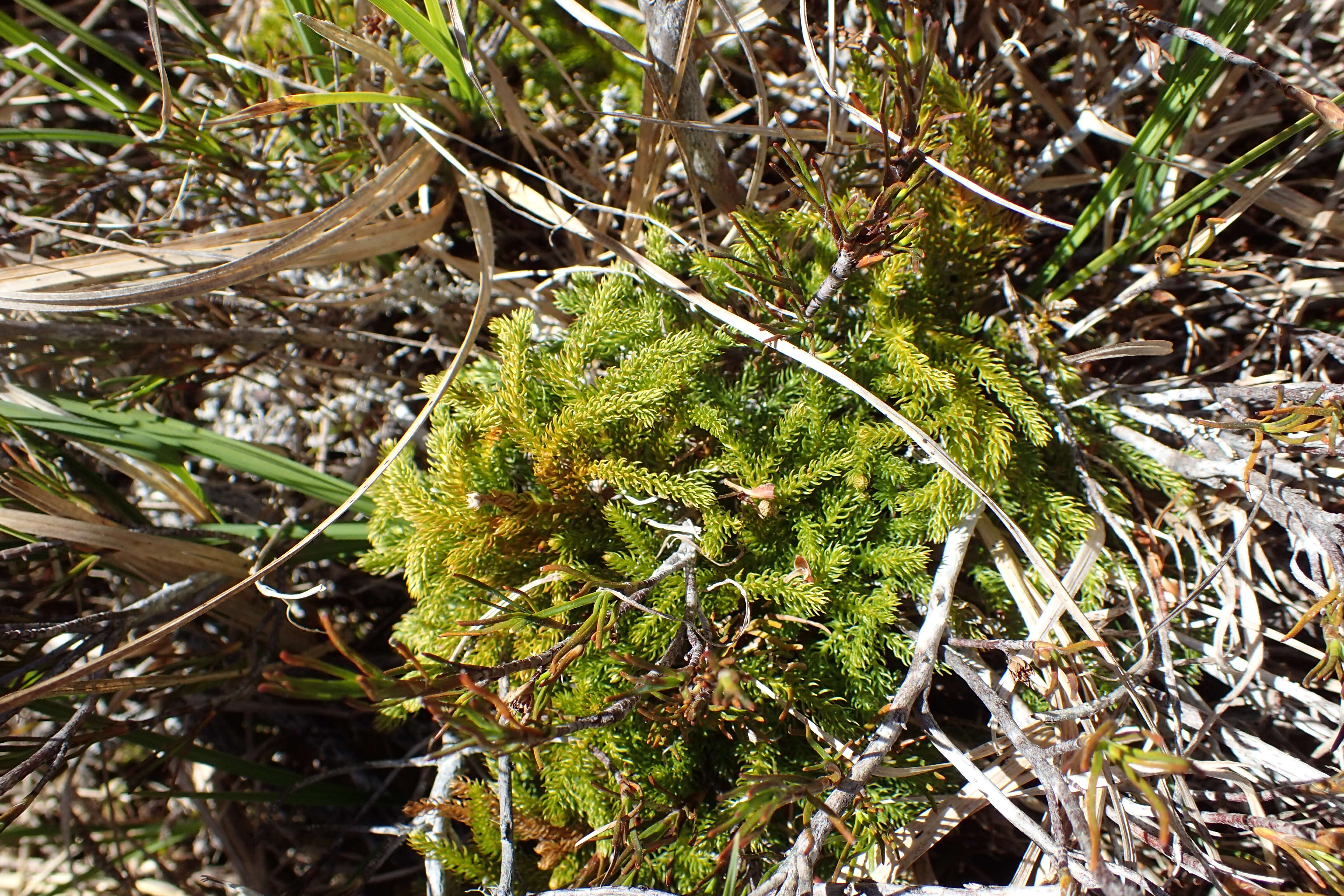 Image of Austrolycopodium fastigiatum (R. Br.) Holub