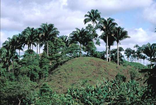 Image de Attalea colenda (O. F. Cook) Balslev & A. J. Hend.