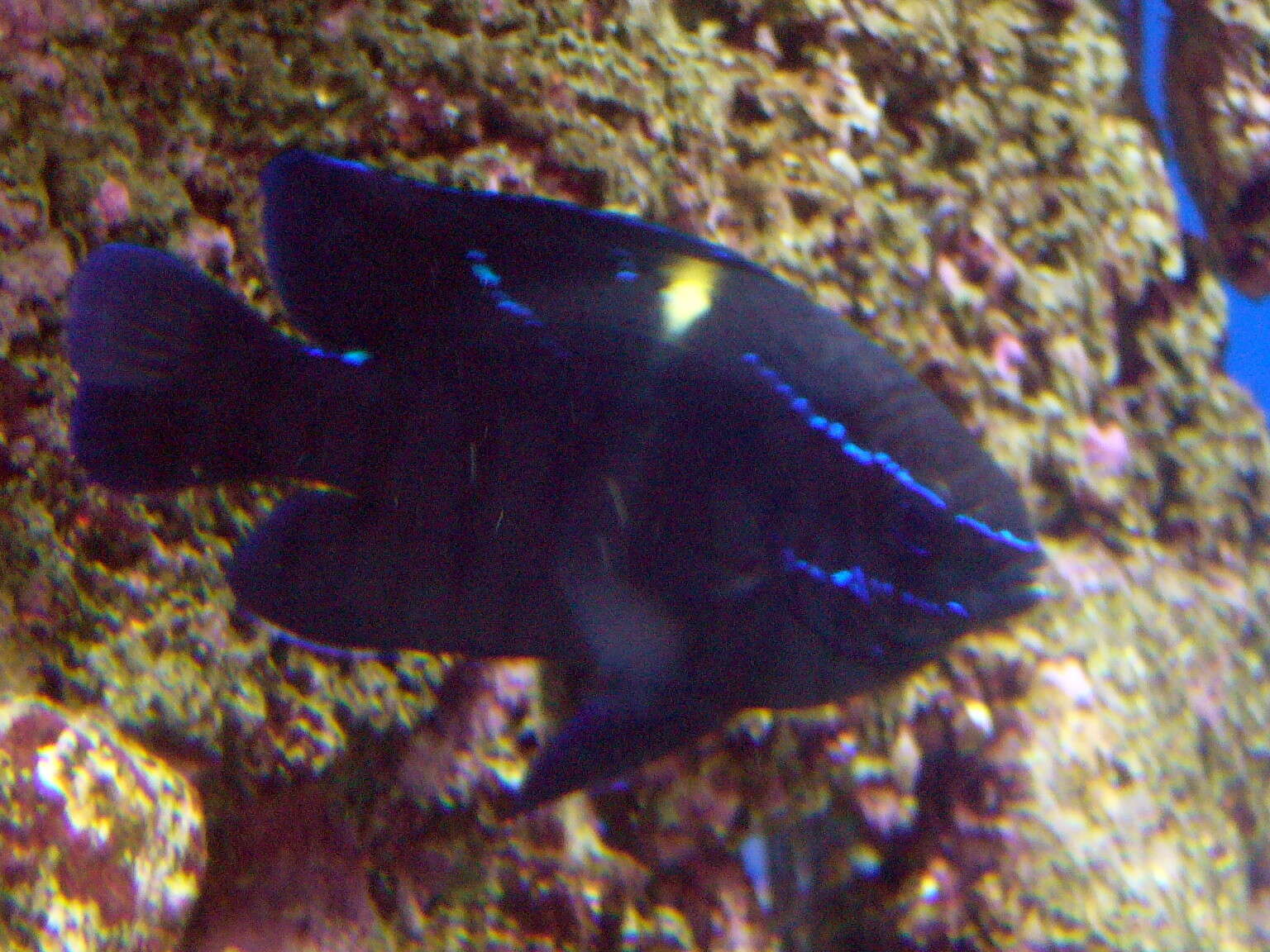 Image of Blue-streak damsel