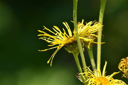 Image of Elecampane