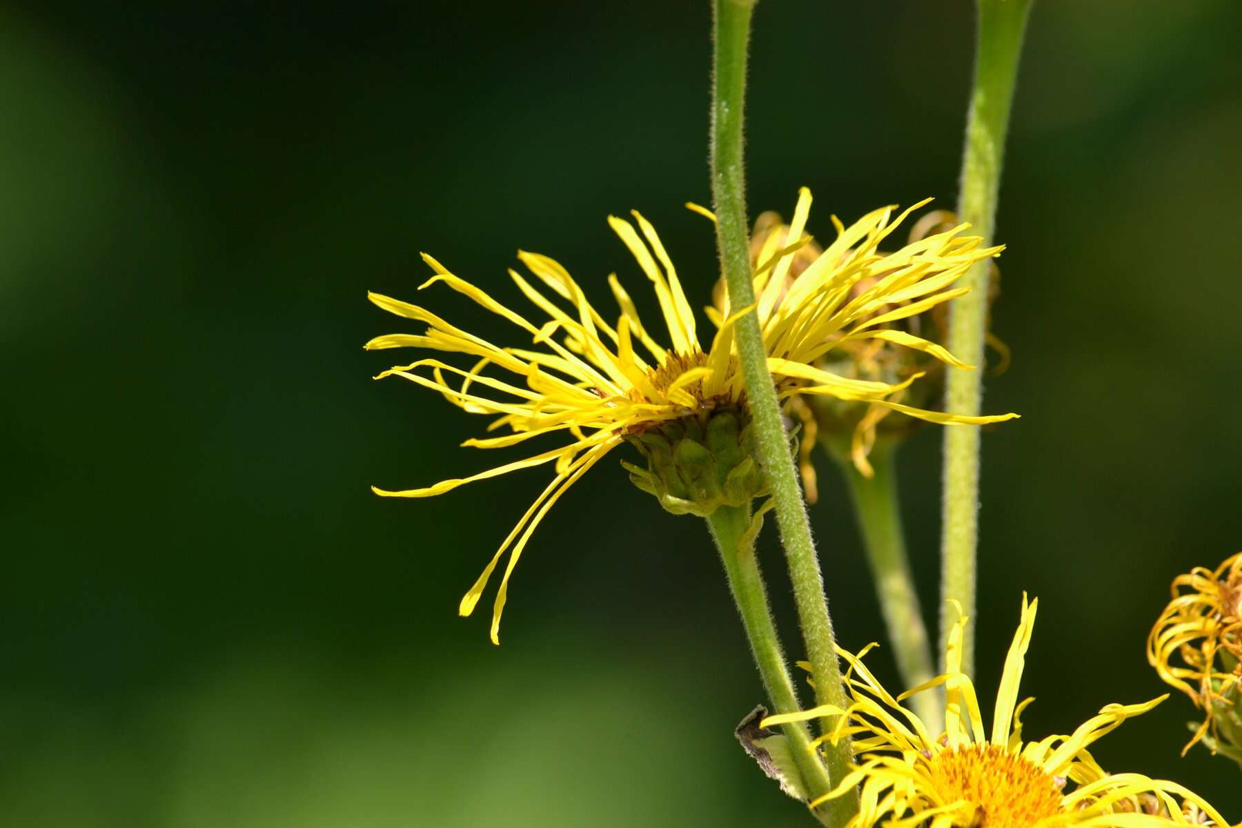 Inula helenium L. resmi