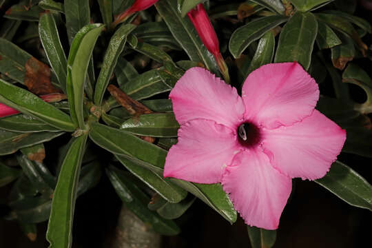 Image of Summer impala lily