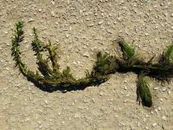 Imagem de Myriophyllum heterophyllum Michx.