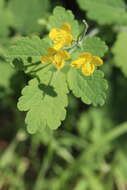 Image of celandine