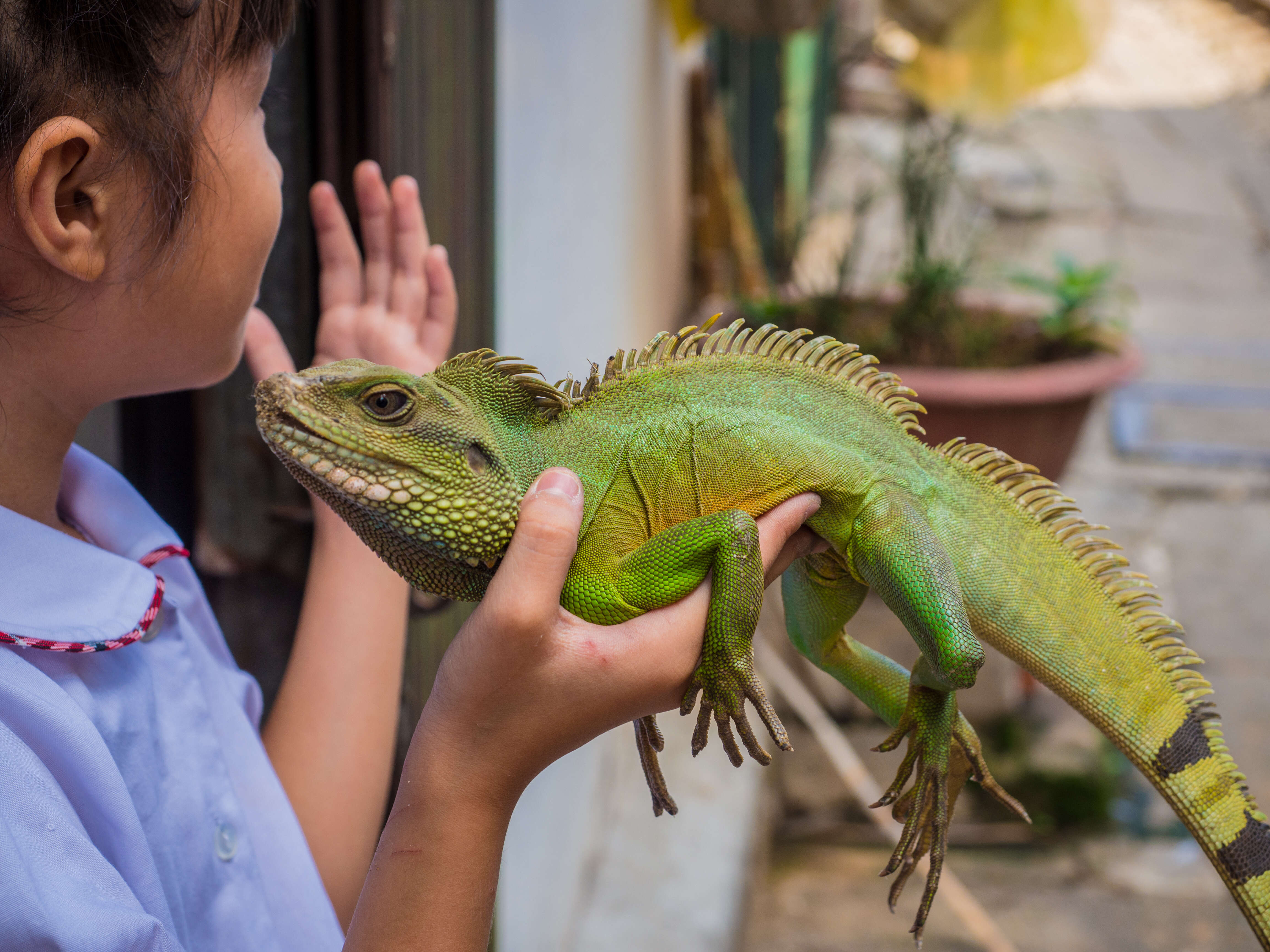 Physignathus resmi