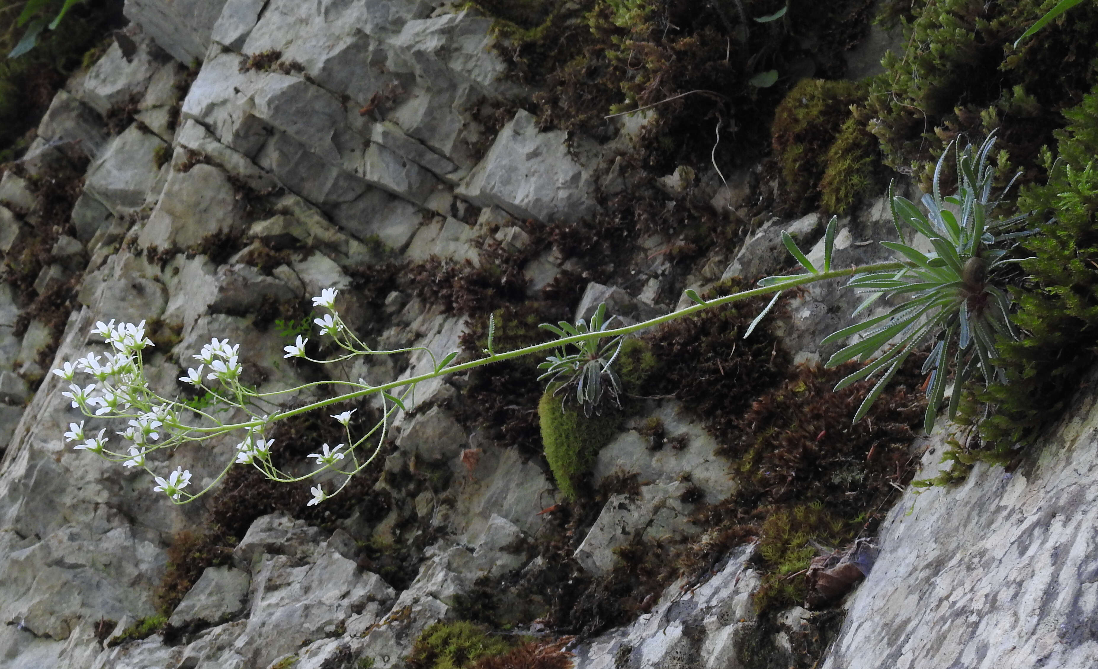 Image of Encrusted Saxifrage